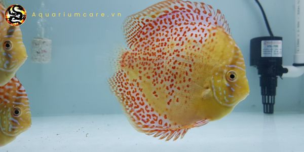 Cá Dĩa Beo – Loài Cá Cảnh Đẹp Và Đặc Sắc